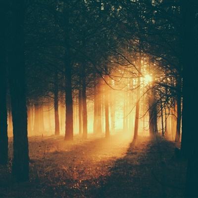 威尼斯软件·下载